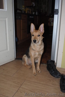 Метис овчарки, 6 месяцев, но средняя. - <ro>Изображение</ro><ru>Изображение</ru> #2, <ru>Объявление</ru> #198033