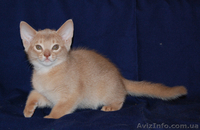 Абиссинские котята окраса фавн и соррель - <ro>Изображение</ro><ru>Изображение</ru> #2, <ru>Объявление</ru> #192892