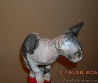 Продаются котята породы канадский сфинкс - <ro>Изображение</ro><ru>Изображение</ru> #5, <ru>Объявление</ru> #206266