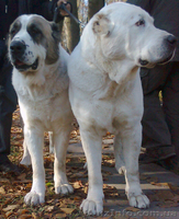 Щенки Алабая  от чемпиона продажа - <ro>Изображение</ro><ru>Изображение</ru> #1, <ru>Объявление</ru> #212271