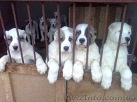 Щенки Алабая  от чемпиона продажа - <ro>Изображение</ro><ru>Изображение</ru> #3, <ru>Объявление</ru> #212271