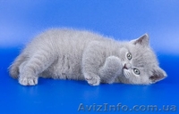 Шикарные плюшевые котята шотландской вислоухой.  - <ro>Изображение</ro><ru>Изображение</ru> #2, <ru>Объявление</ru> #194912