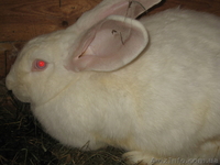 Кролики Белый Великан - <ro>Изображение</ro><ru>Изображение</ru> #1, <ru>Объявление</ru> #207895
