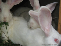 Кролики Белый Великан - <ro>Изображение</ro><ru>Изображение</ru> #2, <ru>Объявление</ru> #207895