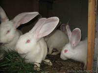 Кролики Белый Великан - <ro>Изображение</ro><ru>Изображение</ru> #3, <ru>Объявление</ru> #207895
