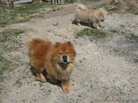 Продаем щенков ЧАУ-ЧАУ. Мальчики без документов - <ro>Изображение</ro><ru>Изображение</ru> #2, <ru>Объявление</ru> #187982