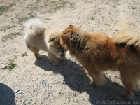 Продаем щенков ЧАУ-ЧАУ. Мальчики без документов - <ro>Изображение</ro><ru>Изображение</ru> #6, <ru>Объявление</ru> #187982