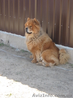 Продаем щенков ЧАУ-ЧАУ. Мальчики без документов - <ro>Изображение</ro><ru>Изображение</ru> #3, <ru>Объявление</ru> #187982