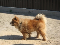 Продаем щенков ЧАУ-ЧАУ. Мальчики без документов - <ro>Изображение</ro><ru>Изображение</ru> #4, <ru>Объявление</ru> #187982