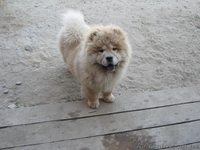 Продаем щенков ЧАУ-ЧАУ. Мальчики без документов - <ro>Изображение</ro><ru>Изображение</ru> #5, <ru>Объявление</ru> #187982