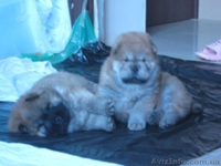 Щенки ЧАУ-ЧАУ продаем - <ro>Изображение</ro><ru>Изображение</ru> #1, <ru>Объявление</ru> #202432