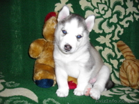 Из Северной стаи - <ro>Изображение</ro><ru>Изображение</ru> #3, <ru>Объявление</ru> #189832