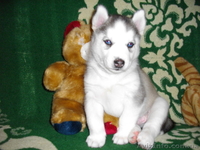 Из Северной стаи - <ro>Изображение</ro><ru>Изображение</ru> #1, <ru>Объявление</ru> #189832