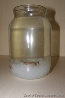 Морской индийский рис. - <ro>Изображение</ro><ru>Изображение</ru> #1, <ru>Объявление</ru> #188650