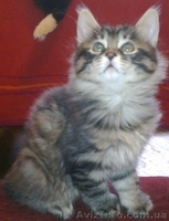 курильский бобтейл, чистокровные котята от родителей-чемпионов - <ro>Изображение</ro><ru>Изображение</ru> #5, <ru>Объявление</ru> #193598