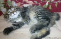 курильский бобтейл, чистокровные котята от родителей-чемпионов - <ro>Изображение</ro><ru>Изображение</ru> #2, <ru>Объявление</ru> #193598