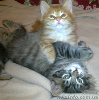 курильский бобтейл, чистокровные котята от родителей-чемпионов - <ro>Изображение</ro><ru>Изображение</ru> #7, <ru>Объявление</ru> #193598