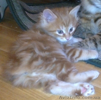 курильский бобтейл, чистокровные котята от родителей-чемпионов - <ro>Изображение</ro><ru>Изображение</ru> #3, <ru>Объявление</ru> #193598