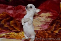 Щенки Чихуахуа мини и стандарт - <ro>Изображение</ro><ru>Изображение</ru> #3, <ru>Объявление</ru> #216453