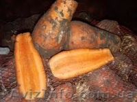 Морковка на продажу - <ro>Изображение</ro><ru>Изображение</ru> #1, <ru>Объявление</ru> #194137