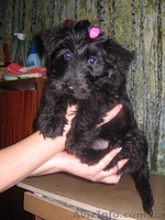 Продам очаровательных щенков скотч-терьера - <ro>Изображение</ro><ru>Изображение</ru> #2, <ru>Объявление</ru> #188876