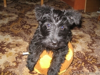 Продам очаровательных щенков скотч-терьера - <ro>Изображение</ro><ru>Изображение</ru> #3, <ru>Объявление</ru> #188876