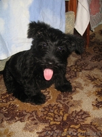 Продам очаровательных щенков скотч-терьера - <ro>Изображение</ro><ru>Изображение</ru> #4, <ru>Объявление</ru> #188876