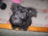 Продам очаровательных щенков скотч-терьера - <ro>Изображение</ro><ru>Изображение</ru> #5, <ru>Объявление</ru> #188876