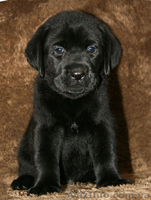 Щенки лабрадора ретривера от Мультичемпионки - <ro>Изображение</ro><ru>Изображение</ru> #2, <ru>Объявление</ru> #196111