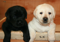 Щенки лабрадора ретривера от Мультичемпионки - <ro>Изображение</ro><ru>Изображение</ru> #3, <ru>Объявление</ru> #196111