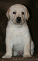Щенки лабрадора ретривера от Мультичемпионки - <ro>Изображение</ro><ru>Изображение</ru> #1, <ru>Объявление</ru> #196111