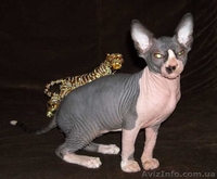 Продаются котята породы канадский сфинкс - <ro>Изображение</ro><ru>Изображение</ru> #3, <ru>Объявление</ru> #206266