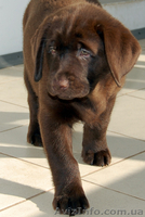 лабрадор щенки от чемпионов - <ro>Изображение</ro><ru>Изображение</ru> #2, <ru>Объявление</ru> #189595