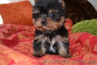 Элитные щеночки йоркширского терьера - <ro>Изображение</ro><ru>Изображение</ru> #1, <ru>Объявление</ru> #223105