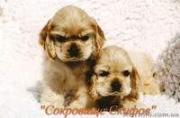 Американский кокер спаниель щенки шоу-класса - <ro>Изображение</ro><ru>Изображение</ru> #1, <ru>Объявление</ru> #234356