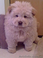 ЧАУ ЧАУ продадим щенка в хорошие руки - <ro>Изображение</ro><ru>Изображение</ru> #1, <ru>Объявление</ru> #245779