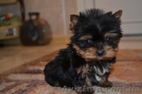 Элитные щеночки йоркширского терьера - <ro>Изображение</ro><ru>Изображение</ru> #2, <ru>Объявление</ru> #223105