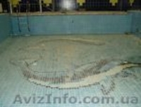 Бассейны строительство.Строительство бассейнов. - <ro>Изображение</ro><ru>Изображение</ru> #1, <ru>Объявление</ru> #245655