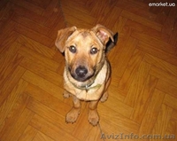 Предлагается очаровательный щенок - <ro>Изображение</ro><ru>Изображение</ru> #1, <ru>Объявление</ru> #239794