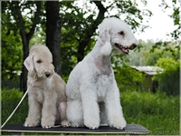 Щенки бедлингтон-терьера - <ro>Изображение</ro><ru>Изображение</ru> #1, <ru>Объявление</ru> #234385