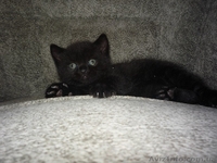 Черненький котенок Scottish Stright c документами - <ro>Изображение</ro><ru>Изображение</ru> #3, <ru>Объявление</ru> #241812