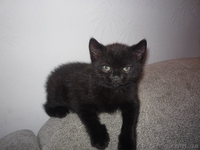 Черненький котенок Scottish Stright c документами - <ro>Изображение</ro><ru>Изображение</ru> #1, <ru>Объявление</ru> #241812