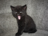 Черненький котенок Scottish Stright c документами - <ro>Изображение</ro><ru>Изображение</ru> #2, <ru>Объявление</ru> #241812