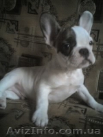 Елитные щенки французского бульдога - <ro>Изображение</ro><ru>Изображение</ru> #1, <ru>Объявление</ru> #220539