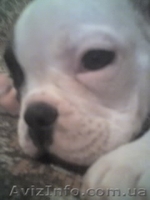 Елитные щенки французского бульдога - <ro>Изображение</ro><ru>Изображение</ru> #2, <ru>Объявление</ru> #220539