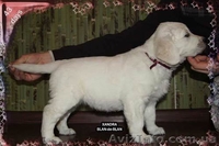 Девочка Золотистого (Голден) ретривера - <ro>Изображение</ro><ru>Изображение</ru> #2, <ru>Объявление</ru> #226885