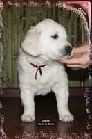 Девочка Золотистого (Голден) ретривера - <ro>Изображение</ro><ru>Изображение</ru> #3, <ru>Объявление</ru> #226885