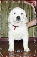 Девочка Золотистого (Голден) ретривера - <ro>Изображение</ro><ru>Изображение</ru> #4, <ru>Объявление</ru> #226885