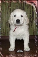 Девочка Золотистого (Голден) ретривера - <ro>Изображение</ro><ru>Изображение</ru> #1, <ru>Объявление</ru> #226885