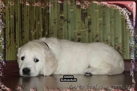 Девочка Золотистого (Голден) ретривера - <ro>Изображение</ro><ru>Изображение</ru> #5, <ru>Объявление</ru> #226885